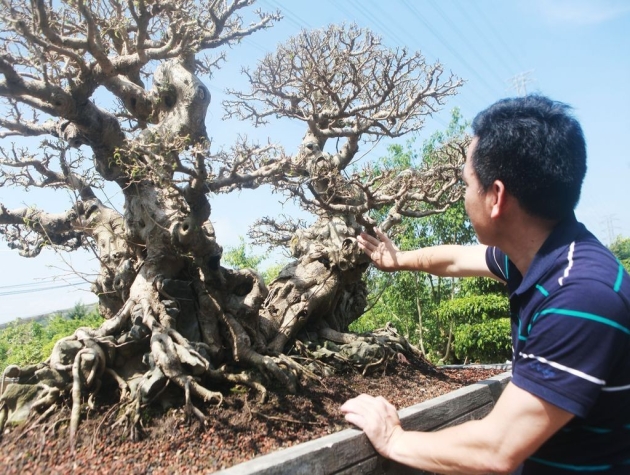 Song Long Tọa Thạch: Hành trình hơn 100 năm tạo tác một tác phẩm Sanh cổ